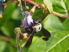 Xylocopa phalothorax