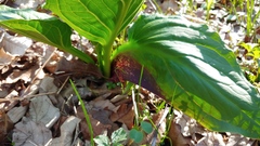 Symplocarpus foetidus