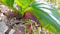 Symplocarpus foetidus