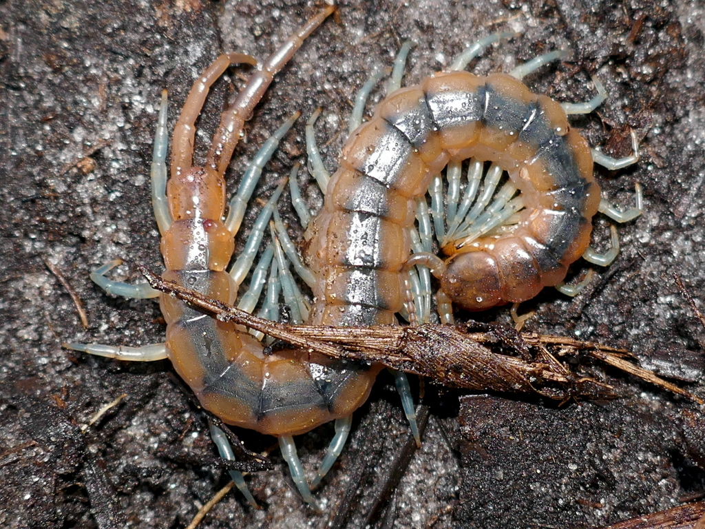 Scolopendra viridis viridis