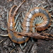 Florida Blue Centipede - Photo (c) Kai Squires, some rights reserved (CC BY), uploaded by Kai Squires