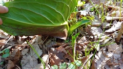 Symplocarpus foetidus