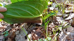 Symplocarpus foetidus