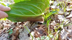 Symplocarpus foetidus