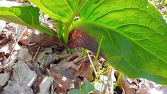 Symplocarpus foetidus