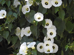 Ipomoea corymbosa