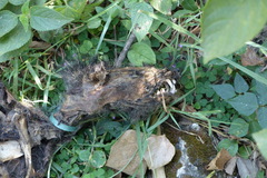 Paradoxurus hermaphroditus