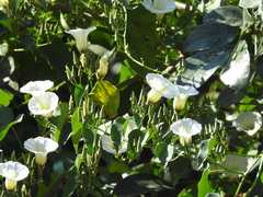 Ipomoea corymbosa