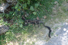 Paradoxurus hermaphroditus