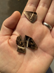 Metopta rectifasciata