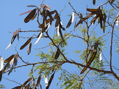 Leucaena cuspidata