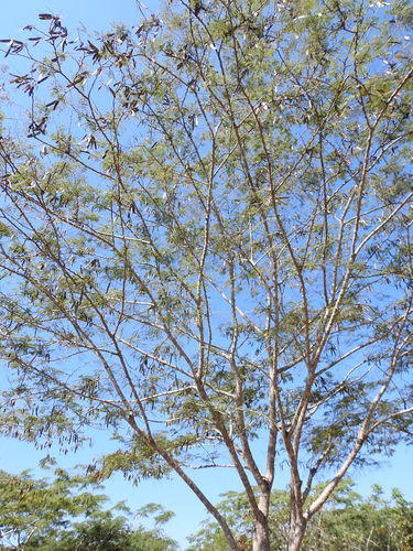 Image of Leucaena Cuspidata (Leucaena cuspidata) by (c) Neptalí Ramírez Marcial, some rights reserved (CC BY)