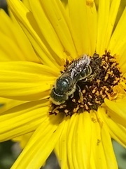 Osmia coloradensis