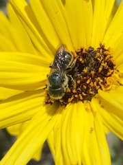 Osmia coloradensis