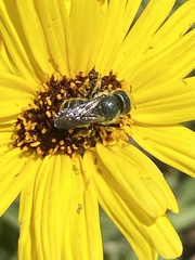 Osmia coloradensis