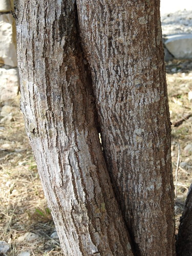Image of Leucaena Cuspidata (Leucaena cuspidata) by (c) Neptalí Ramírez Marcial, some rights reserved (CC BY)