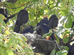 Corvus monedula