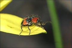 Dicranolaius cinctus