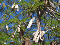 Leucaena cuspidata