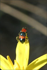 Dicranolaius cinctus