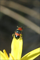 Dicranolaius cinctus