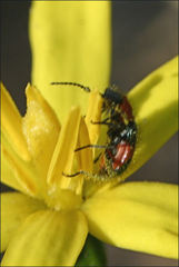 Dicranolaius cinctus