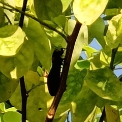 Huechys sanguinea