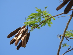 Leucaena cuspidata
