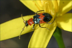 Dicranolaius cinctus