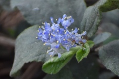 Ceanothus diversifolius