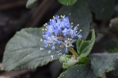Ceanothus diversifolius