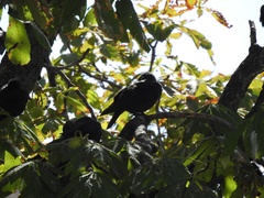 Corvus monedula