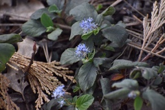 Ceanothus diversifolius