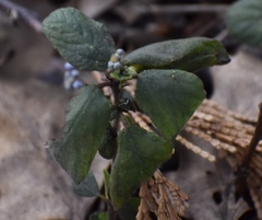 Ceanothus diversifolius