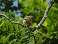 Phylloscopus trochilus
