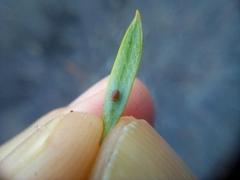 Neophyllaphis totarae