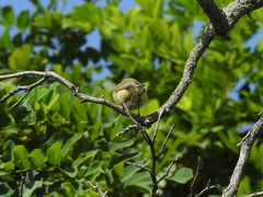 Phylloscopus trochilus
