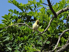 Phylloscopus trochilus