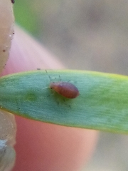 Neophyllaphis totarae