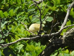Phylloscopus trochilus