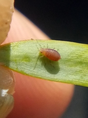 Neophyllaphis totarae