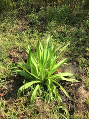 Eryngium yuccifolium