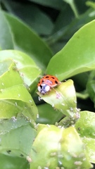 Harmonia axyridis
