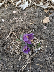 Pulsatilla