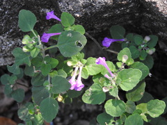 Scutellaria seleriana