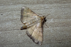 Cnaphalocrocis medinalis