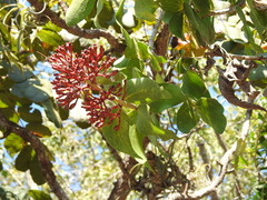 Psittacanthus mayanus