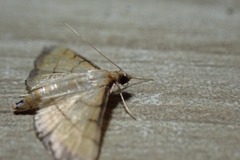 Cnaphalocrocis medinalis