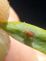 Neophyllaphis totarae