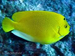 Apolemichthys trimaculatus